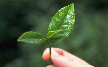 茶葉二維碼追溯係統的特點